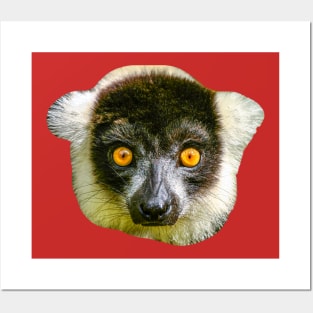 black and white Ruffed lemur looking at you Posters and Art